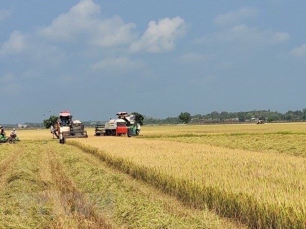 strategy on rice export market development until 2030 approved picture 1