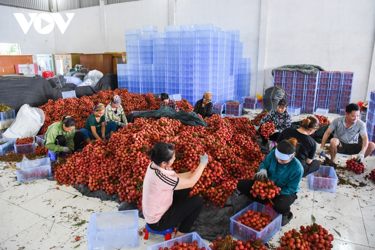 door wide open for vietnamese lychee to enter overseas markets picture 2 door wide open for vietnamese lychee to enter overseas markets picture 2