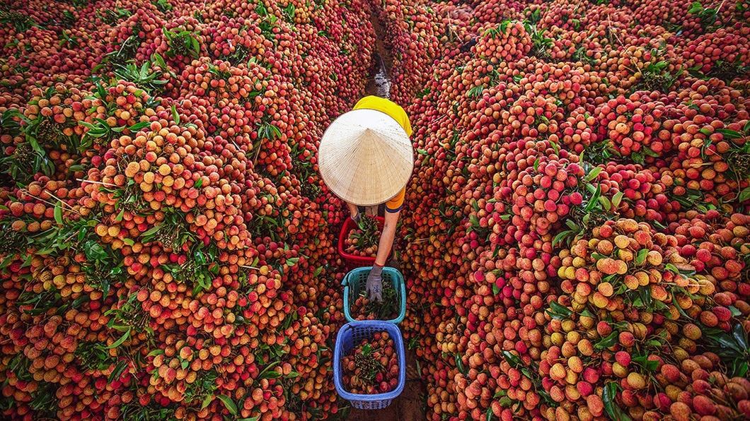 chinese traders to enter vietnam for lychee purchase picture 1