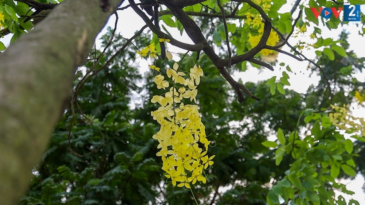 golden shower trees in hanoi mark arrival of summer picture 13