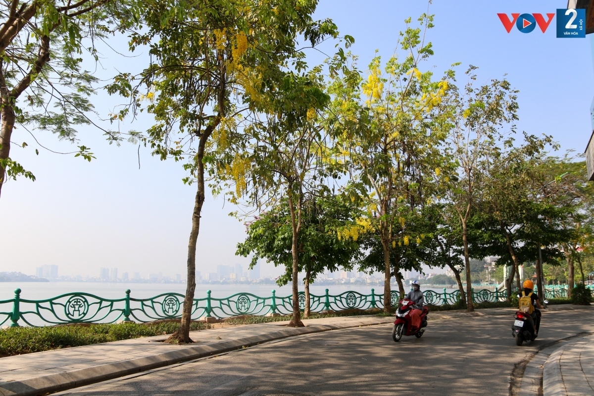 golden shower trees in hanoi mark arrival of summer picture 14
