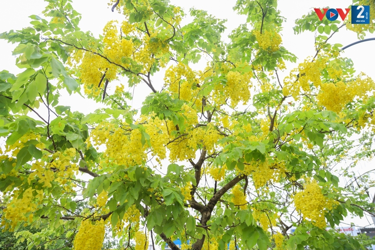 golden shower trees in hanoi mark arrival of summer picture 2