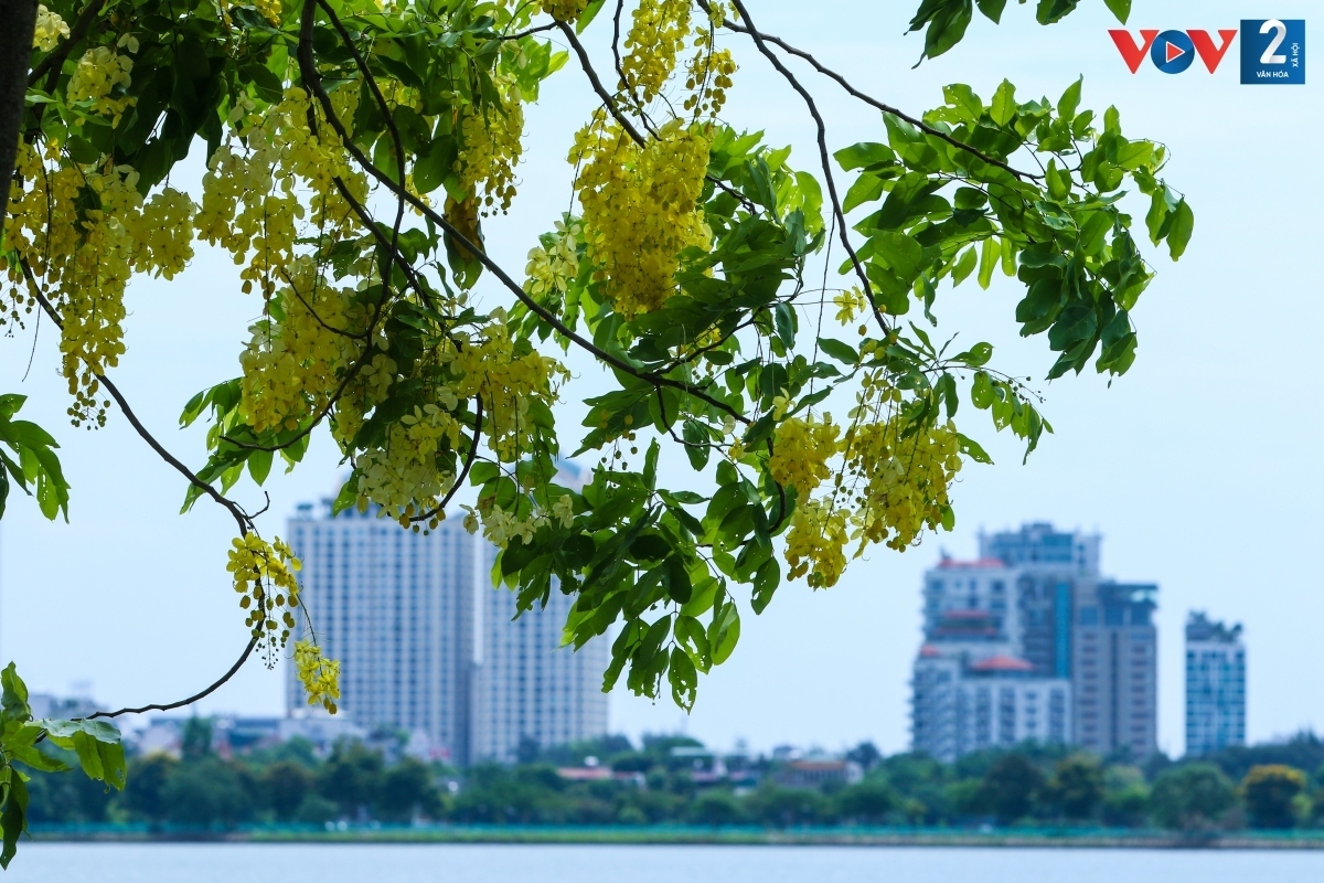 golden shower trees in hanoi mark arrival of summer picture 7
