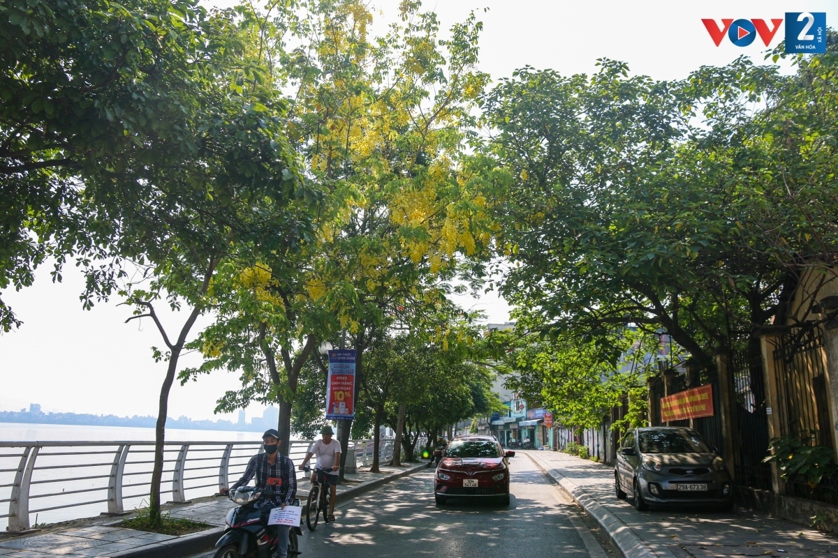 golden shower trees in hanoi mark arrival of summer picture 9