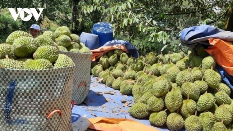 china approves additional 47 vietnamese durian growing area codes picture 1