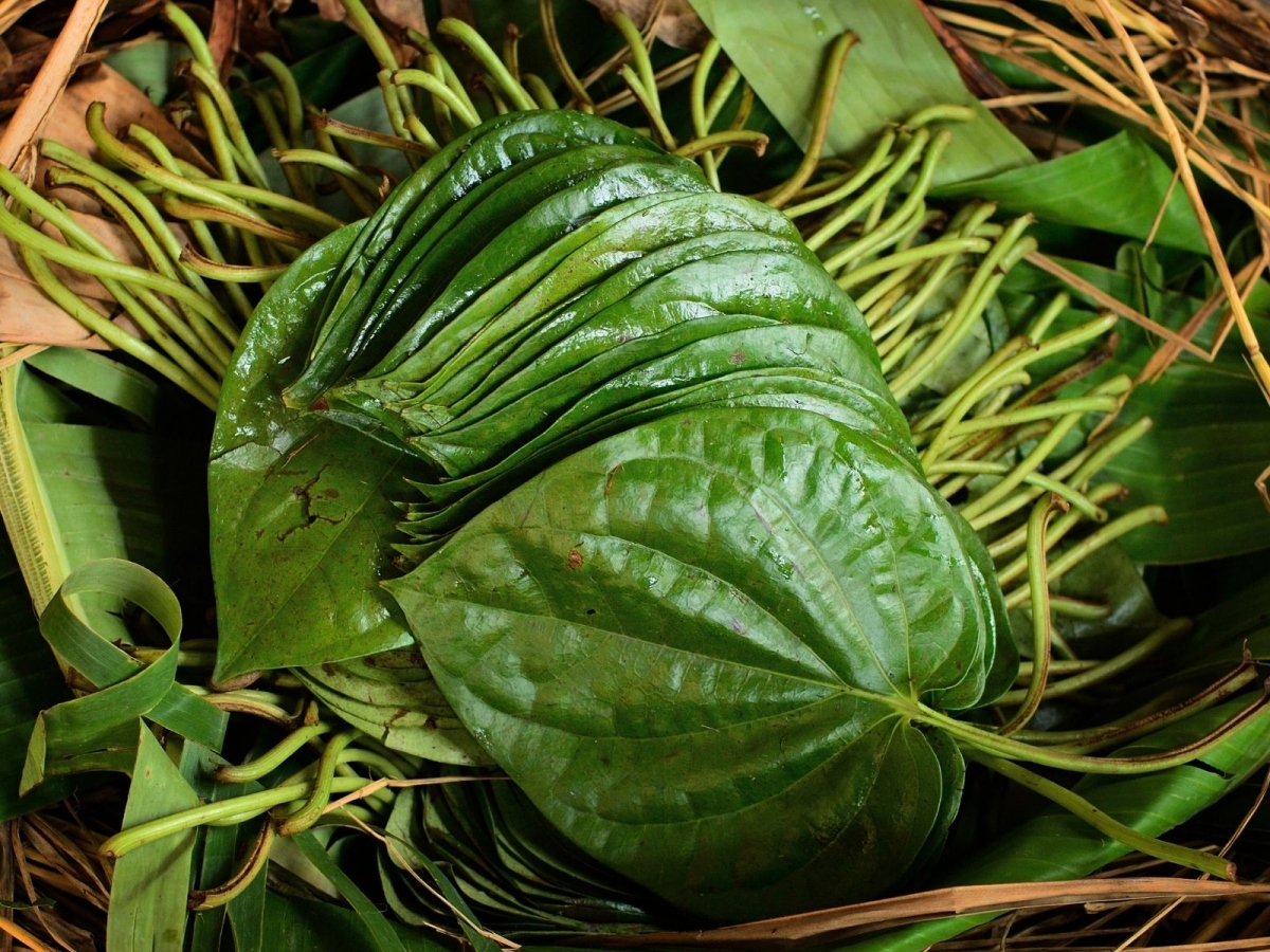 loi ich suc khoe cua la trau khong ma ban chua biet hinh anh 1