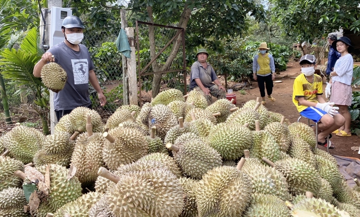 Ồ ạt nhổ bỏ cà phê để trồng sầu riêng ở Tây Nguyên