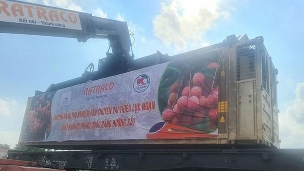 first fresh lychee batch exported to china by rail picture 1