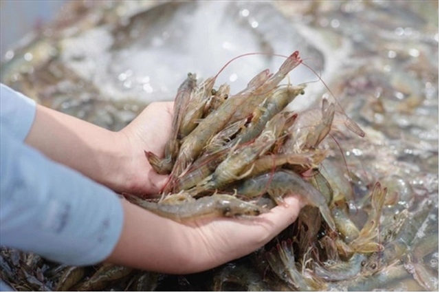 shrimp industry needs solutions to achieve export target this year picture 1