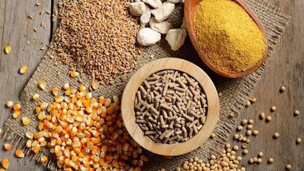 Over US$1.4 bln spent on import of animal feed raw materials