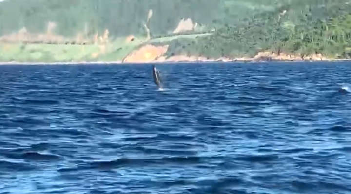 Dolphins stun beachgoers in Son Tra peninsula