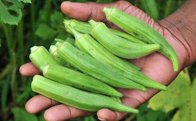 Chi tiết cách trồng cây đậu bắp đúng kỹ thuật năng suất cao
