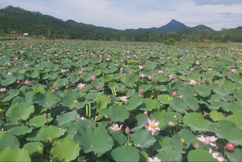 Trồng sen trên đất lúa, nông dân thu lãi cao