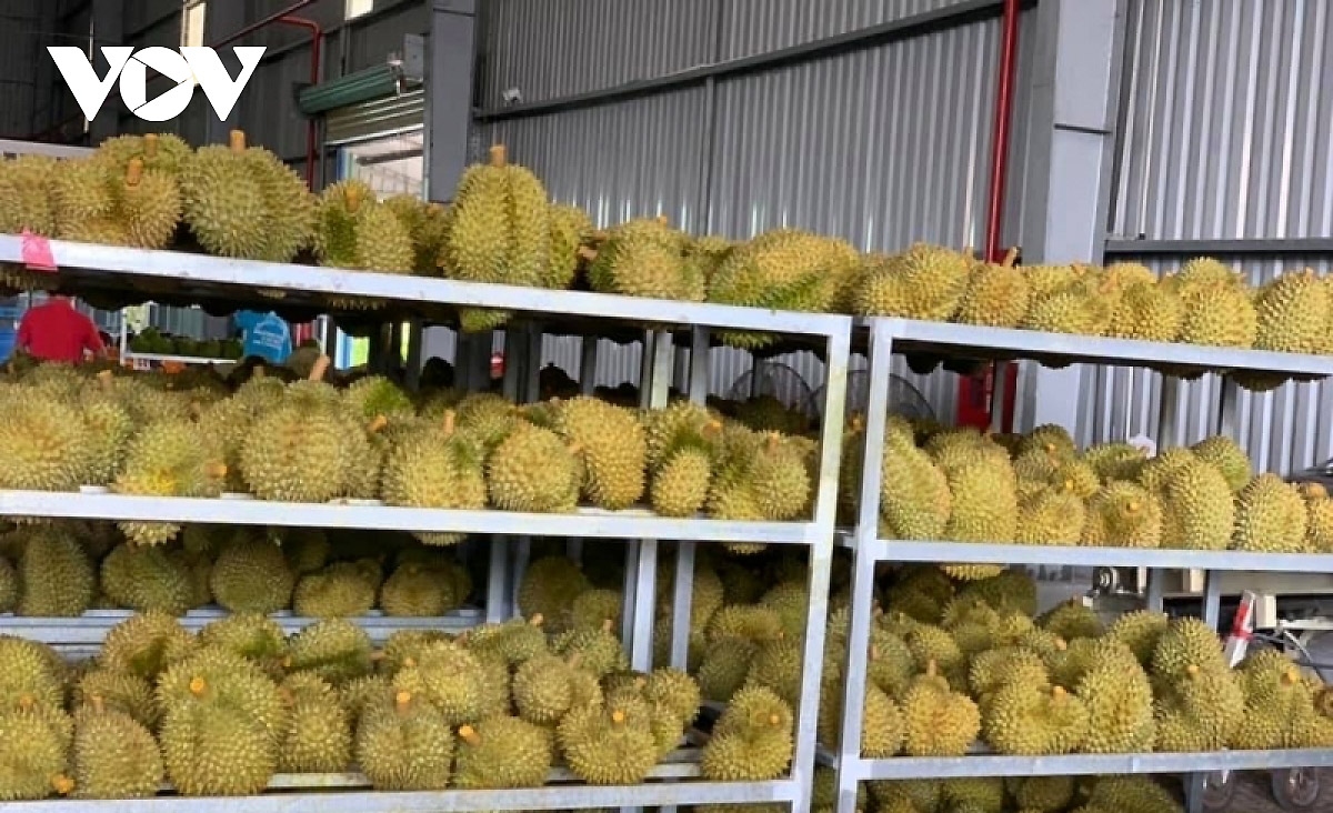 vietnamese durian selling well in chinese market picture 1
