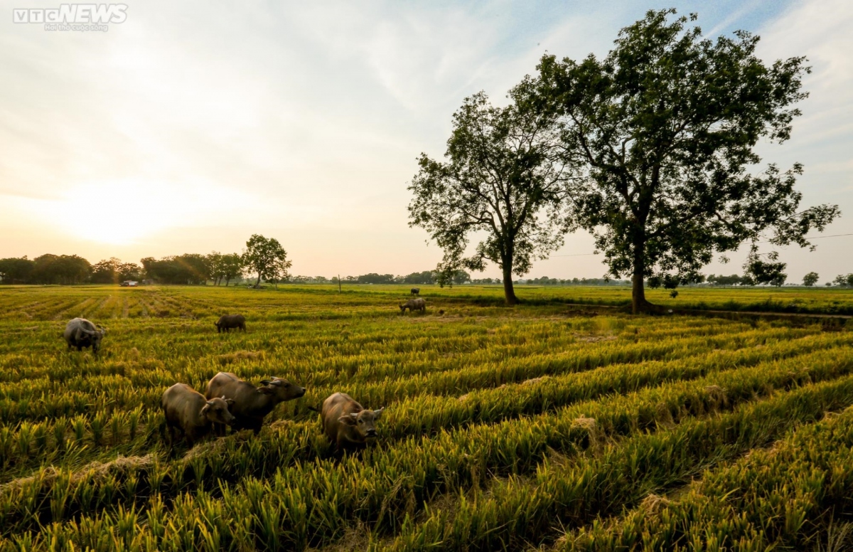 idyllic images of rice harvesting season in hanoi picture 4