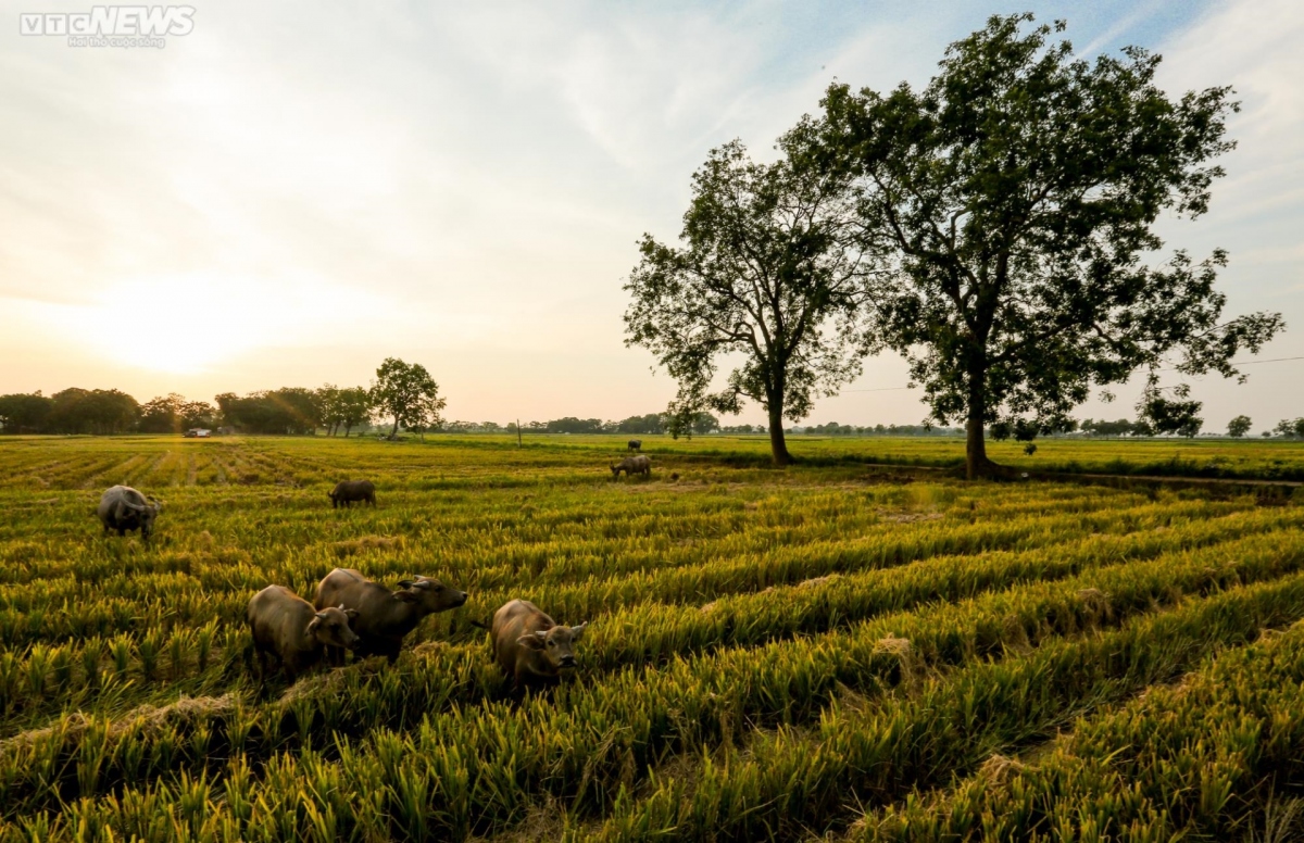 idyllic images of rice harvesting season in Hanoi picture 4