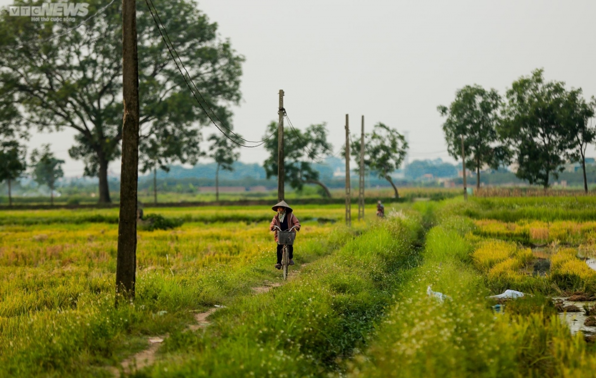 idyllic images of rice harvesting season in hanoi picture 6