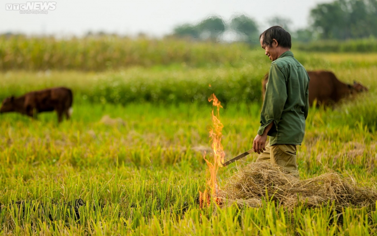idyllic images of rice harvesting season in hanoi picture 7