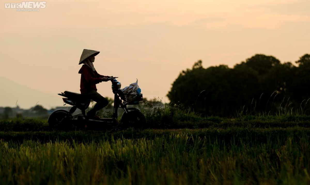 idyllic images of rice harvesting season in Hanoi picture 9