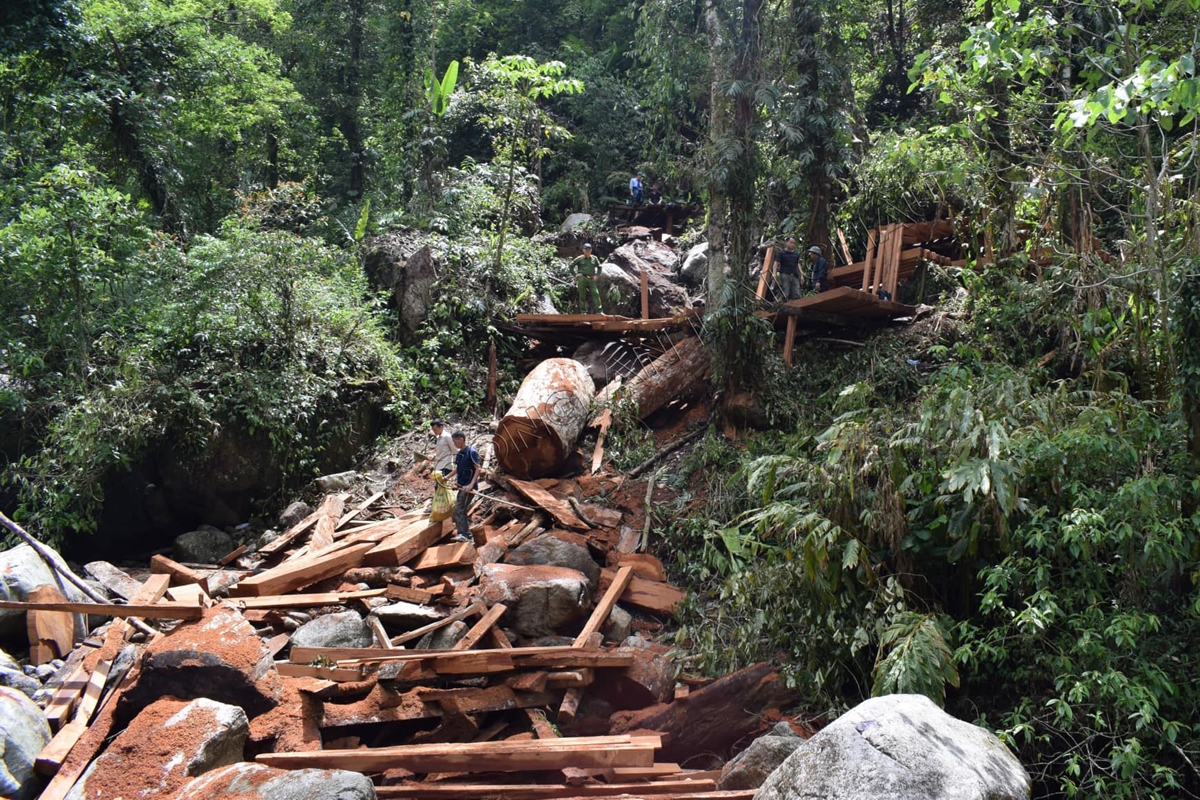 tam giu hinh su 8 doi tuong trong vu pha rung phong ho o lai chau hinh anh 4