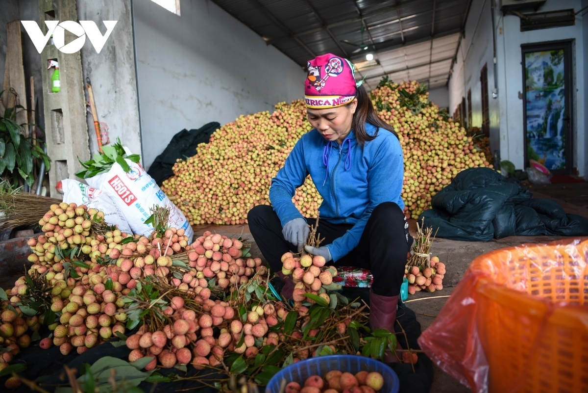 positive signals for lychee export in 2023 picture 1
