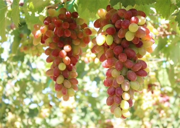 ninh thuan grape - wine festival 2023 slated for mid june picture 1