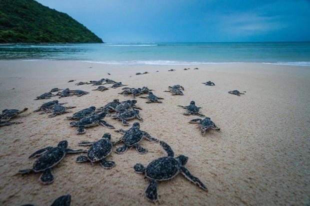 short film calling for sea turtle protection released picture 1