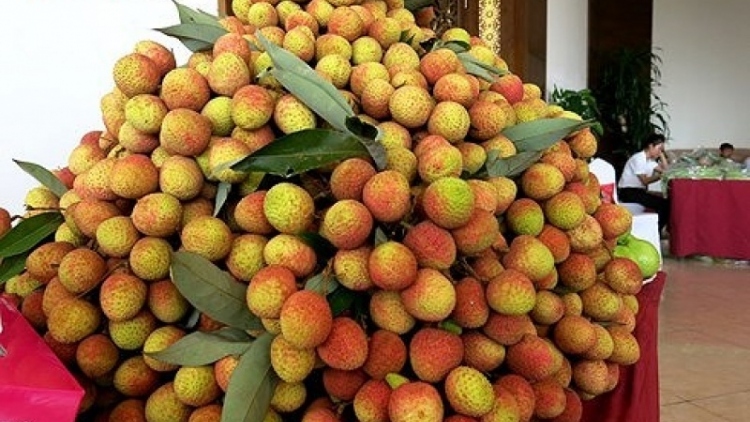 vietnamese seedless lychees reach out to japan, uk consumers picture 1