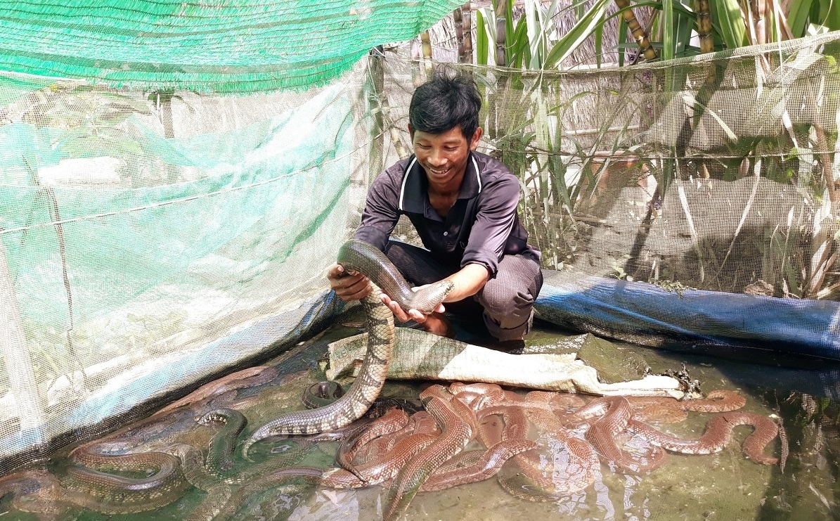 Anh nông dân Khmer thành công với mô hình đa dạng vật nuôi, cây trồng