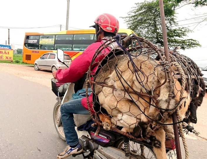 Hà Nội nói không với thịt chó, mèo: Cần truyền thông trong thời gian dài