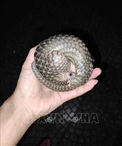 two pangolins handed over to authorities in binh phuoc picture 1
