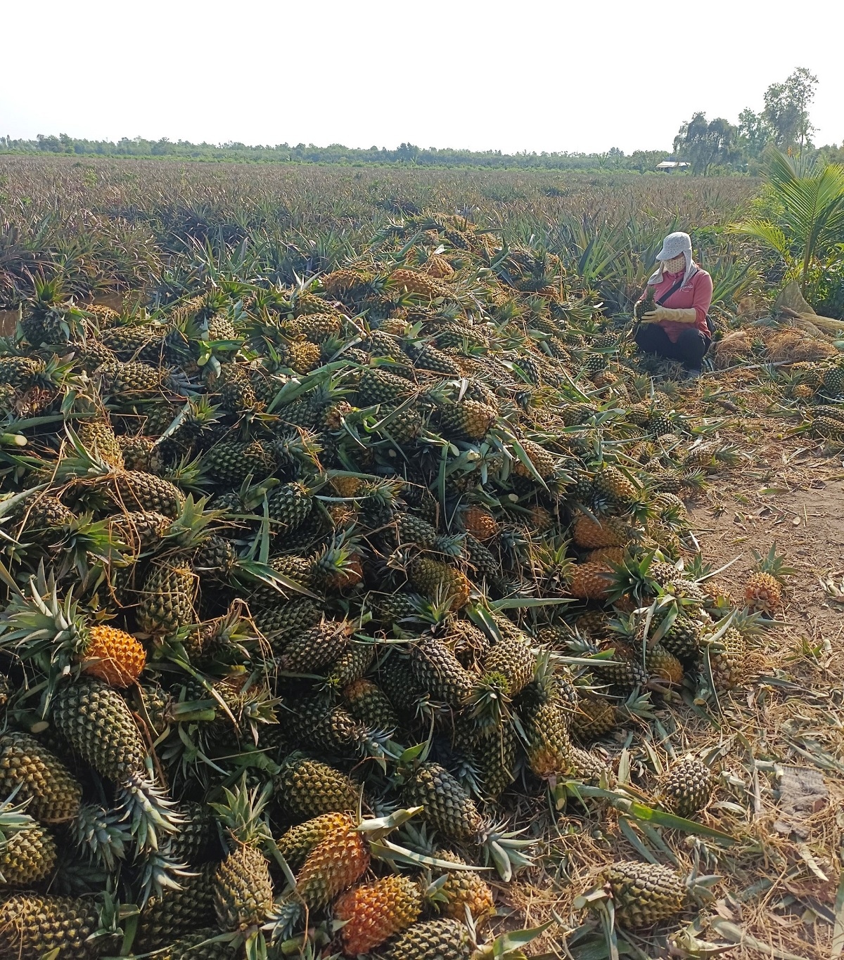 Cây khóm "chinh phục" vùng Đồng Tháp Mười
