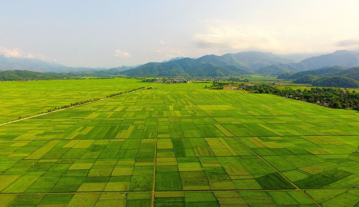 Muong Thanh rice field in Dien Bien province