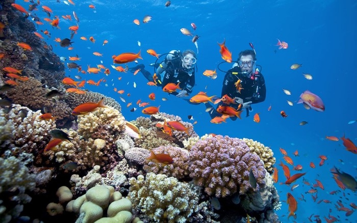 diving in phu quoc fascinates curious visitors picture 9