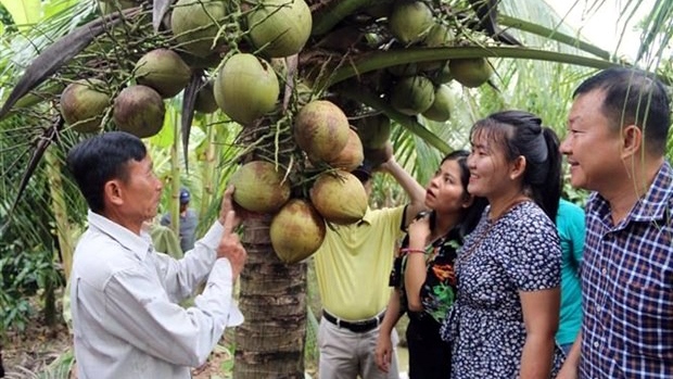 dua tuoi viet nam truoc co hoi xuat khau chinh ngach sang trung quoc hinh anh 1