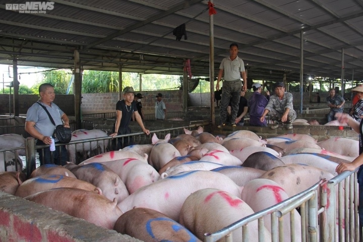 gia heo hoi tang cao, vi sao nguoi chan nuoi van kho tai dan hinh anh 2