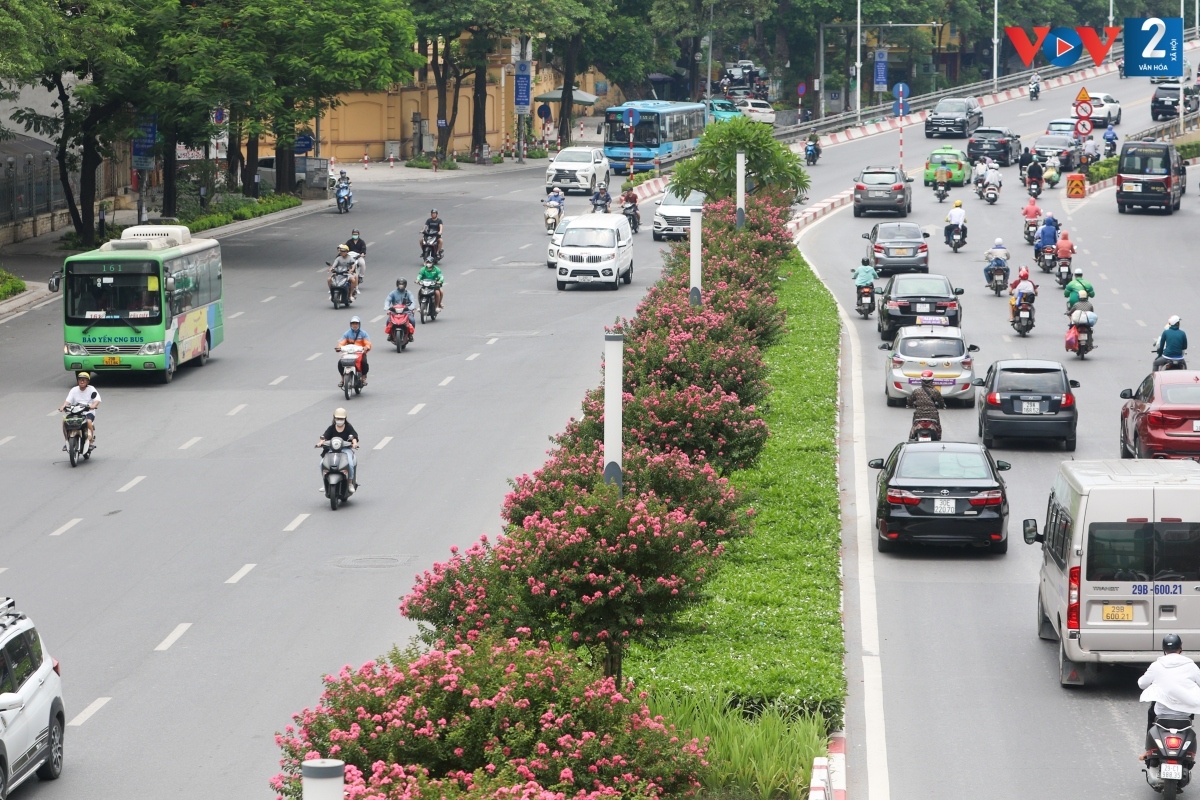 Hoa tường vi khoe sắc giữa lòng Hà Nội