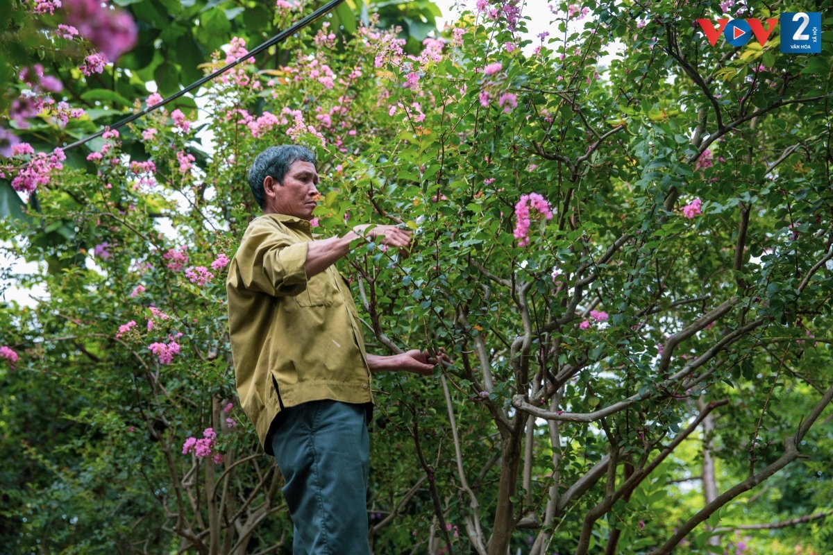 hoa tuong vi khoe sac giua long ha noi hinh anh 12