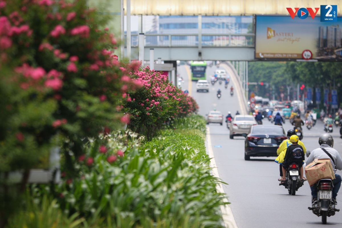 hoa tuong vi khoe sac giua long ha noi hinh anh 3