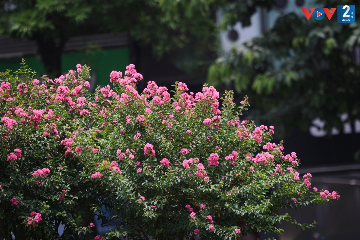 hoa tuong vi khoe sac giua long ha noi hinh anh 5