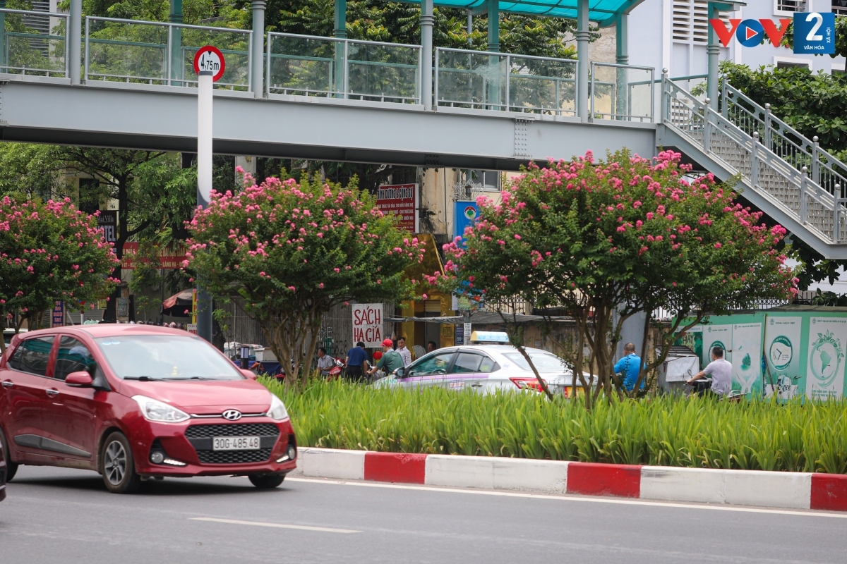 hoa tuong vi khoe sac giua long ha noi hinh anh 7