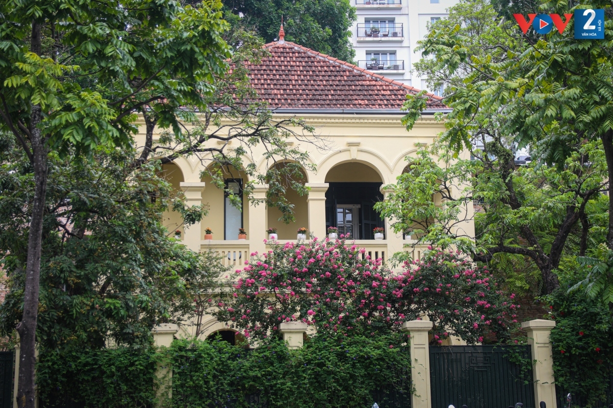 hoa tuong vi khoe sac giua long ha noi hinh anh 8