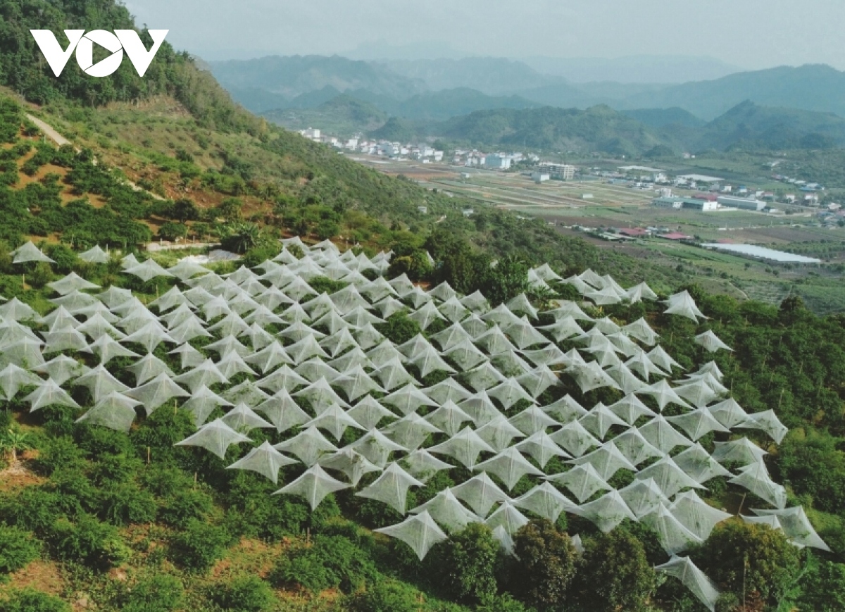 nong dan son la lam giau nho ung dung cong nghe vao san xuat hinh anh 2