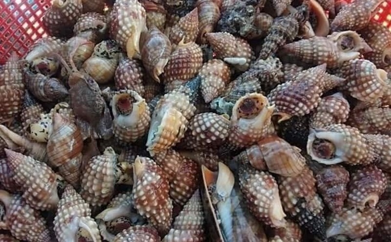 Những loại ốc có thể gây ngộ độc
