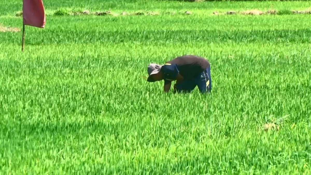 phu yen yeu cau thuy dien xa nuoc cuu lua hinh anh 2