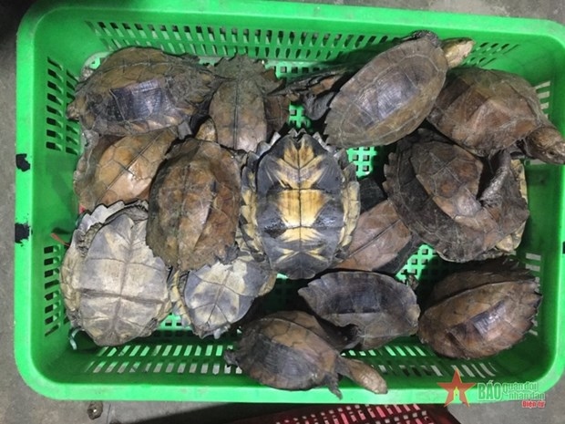 two jailed for smuggling endangered turtles picture 1 two jailed for smuggling endangered turtles picture 1