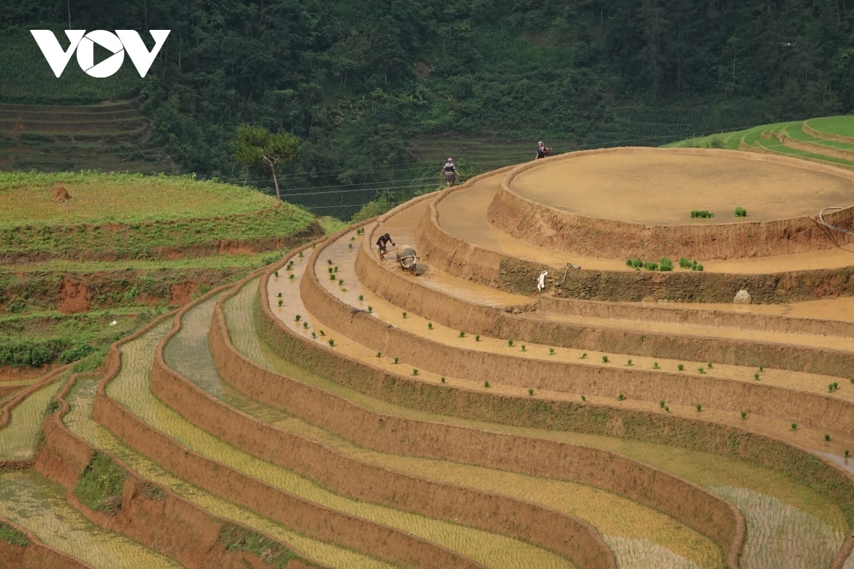 exploring stunning scenery of mu cang chai s terraced fields picture 10