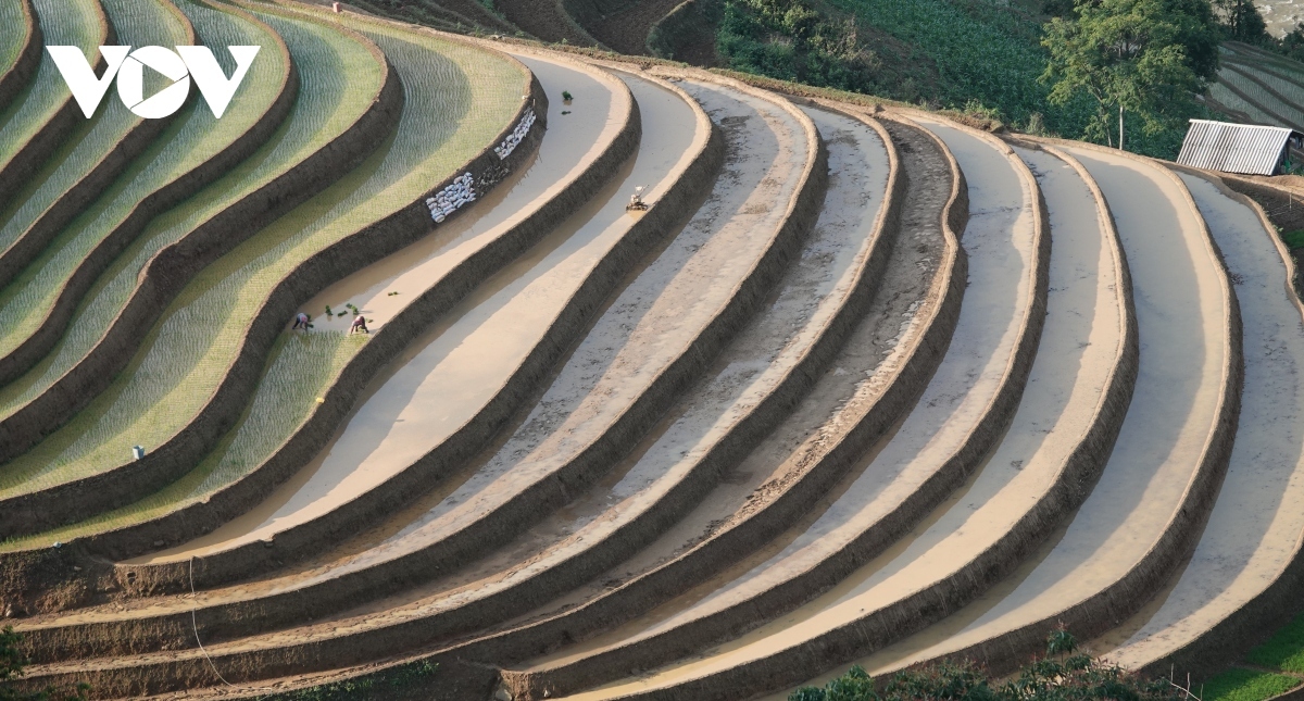exploring stunning scenery of mu cang chai s terraced fields picture 8
