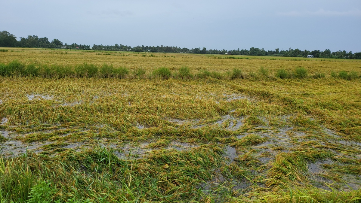 hon 4.100ha cay trong tai hau giang bi anh huong do mua dam kem theo dong loc hinh anh 1