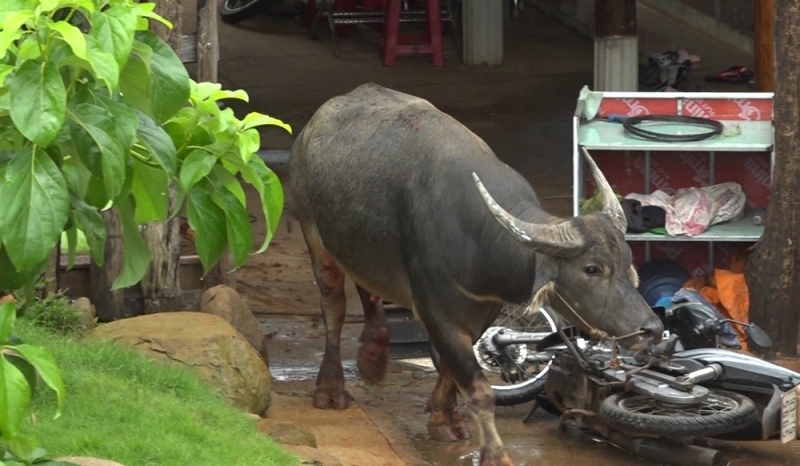 nhieu nguoi dan o binh phuoc bi trau dien huc trong thuong hinh anh 1